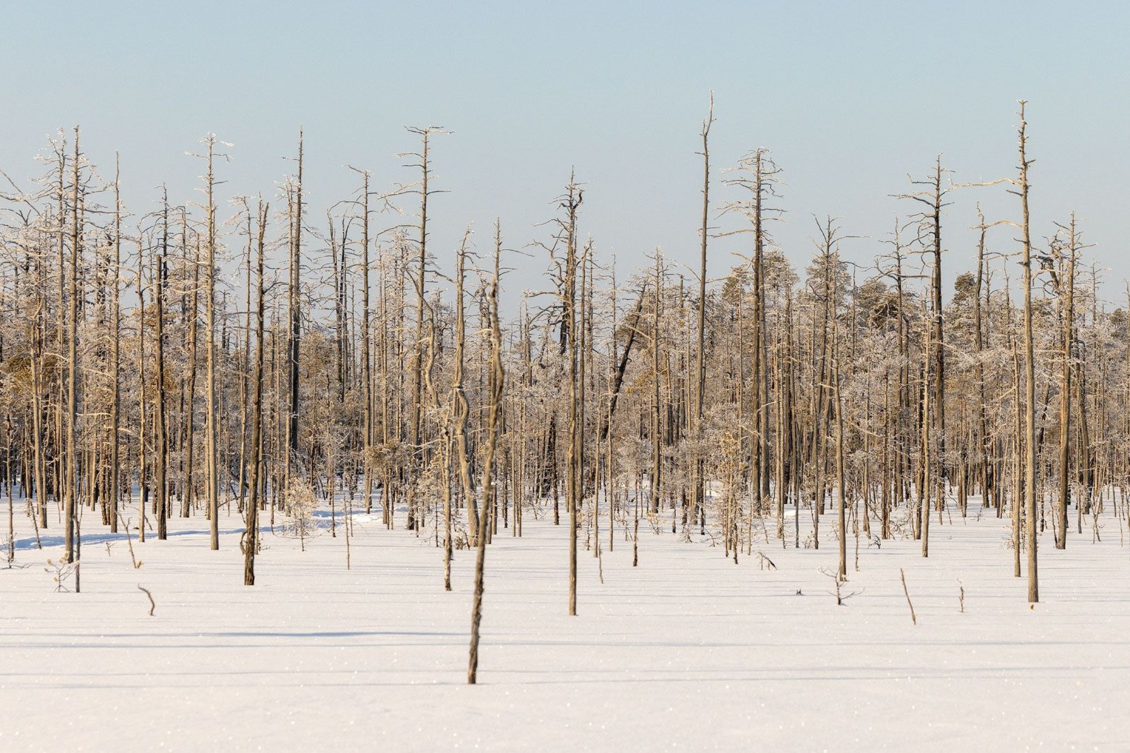 Морозно и снежно. О погоде на 8 марта рассказали карельские синоптики