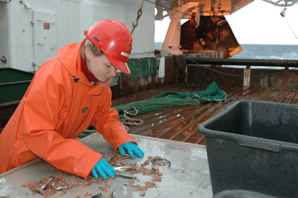 Ученые Карелии изучают «энергетик» для рыб