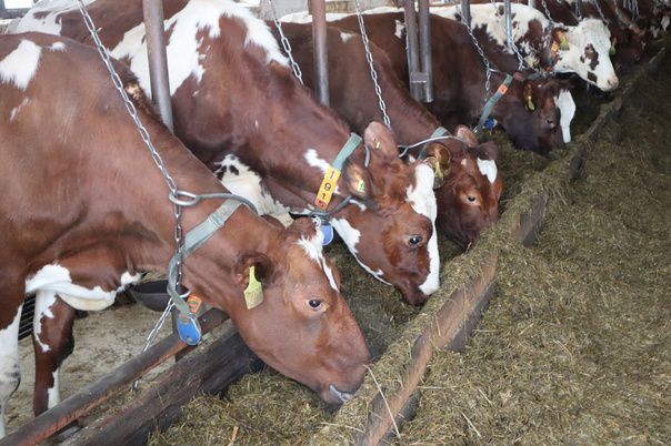 Карельский совхоз почти на 30% увеличил производство молока