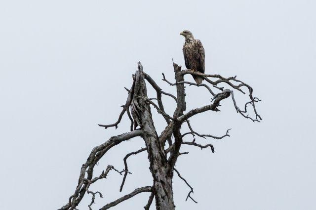 Водлозерский парк, где обитает орлан-белохвост, отмечает день рождения