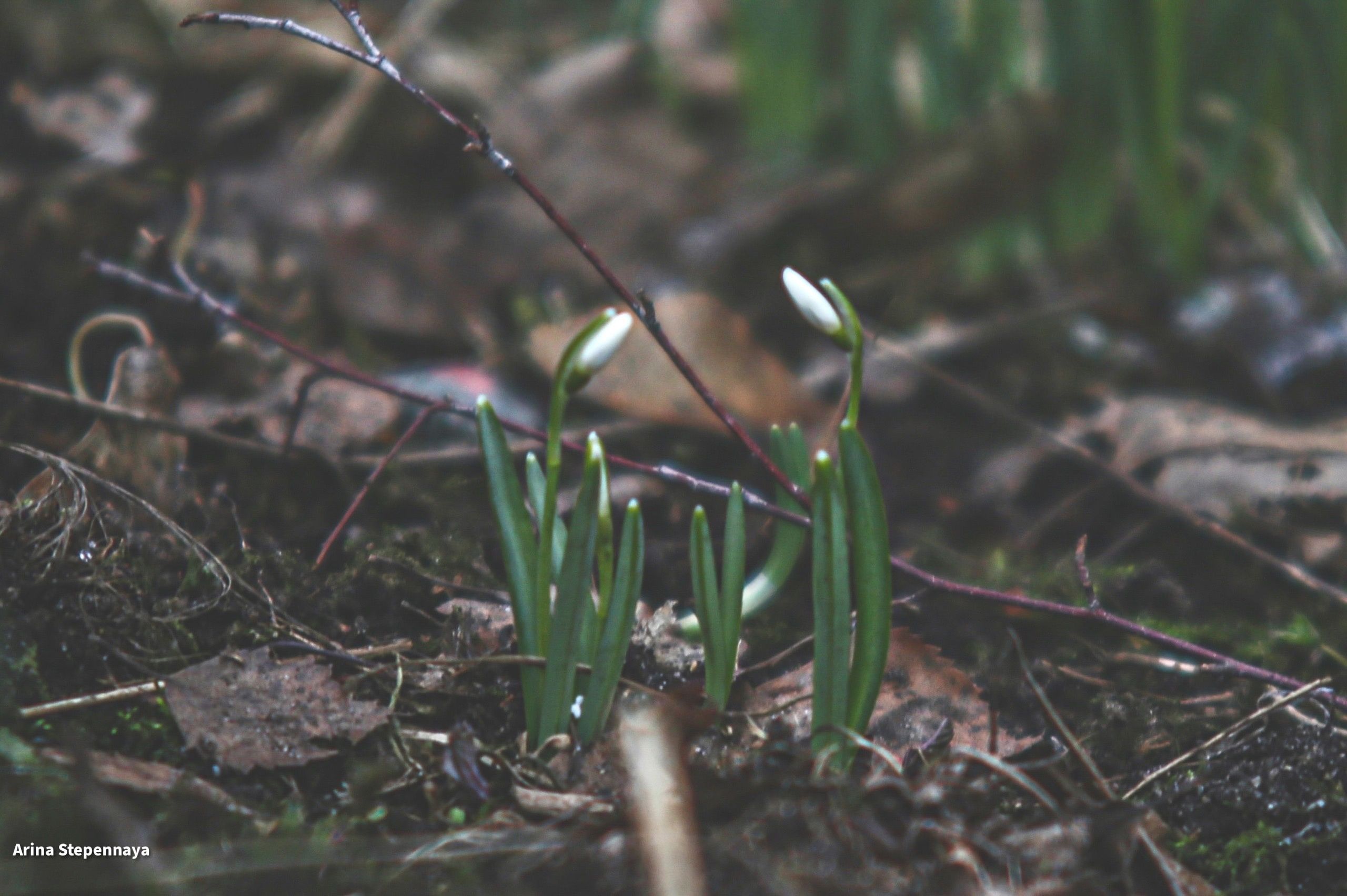 В Петрозаводске распускаются подснежники, а в Петербурге просыпаются лягушки