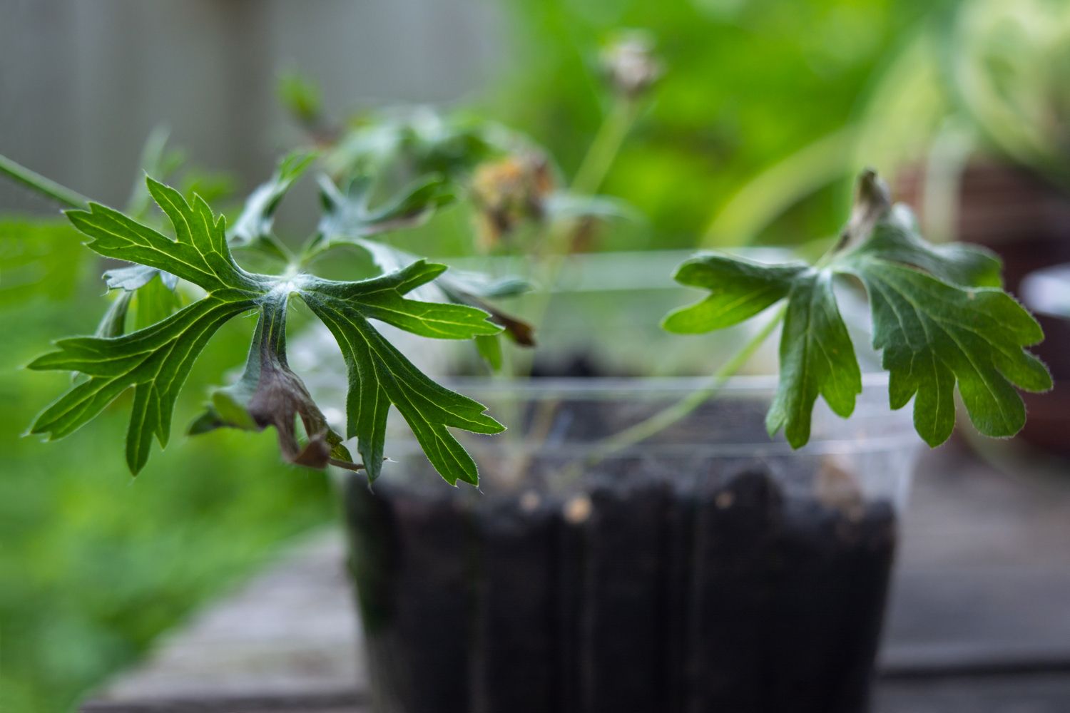 Рассаду перцев и семенной картофель пытались ввезти в Карелию с соседней Финляндии