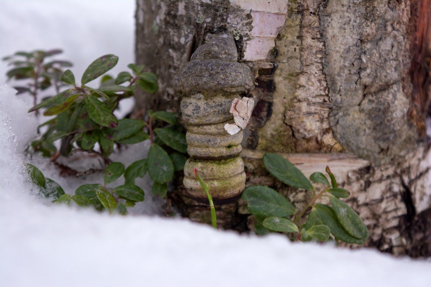 Ночью в Карелии местами до -10 °С. Прогноз погоды на 11 апреля