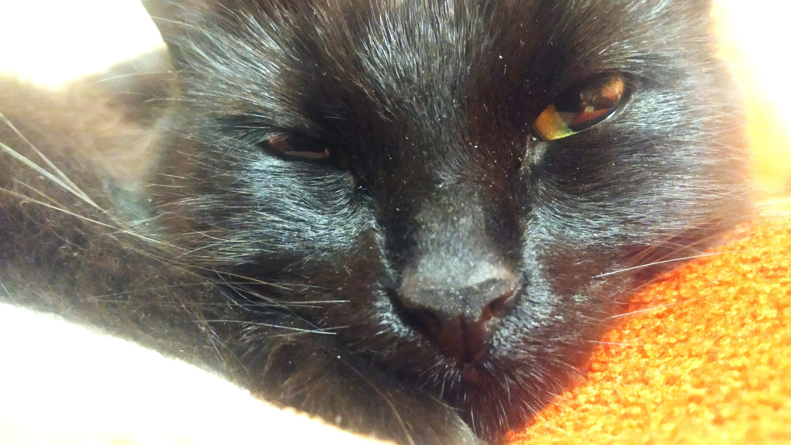 Выставку кошек в Петрозаводске организовали с нарушениями