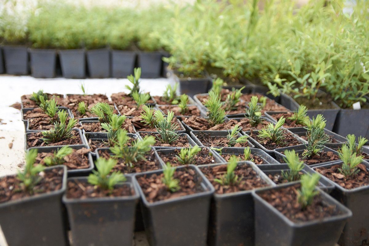 Саженцы выдадут за сдачу макулатуры в Петрозаводске