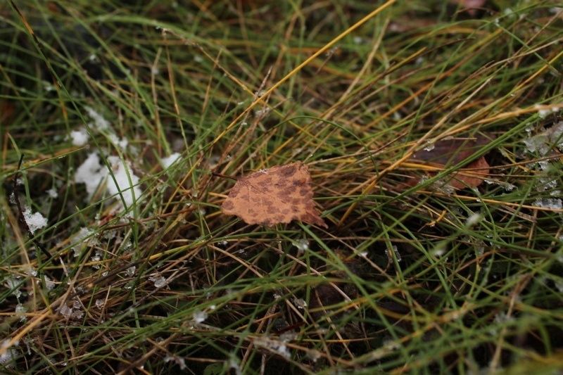 В Петрозаводске испортится погода: синоптики прогнозируют похолодание и дожди