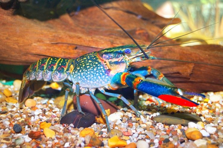 В Карелии планируют выращивать австралийского рака