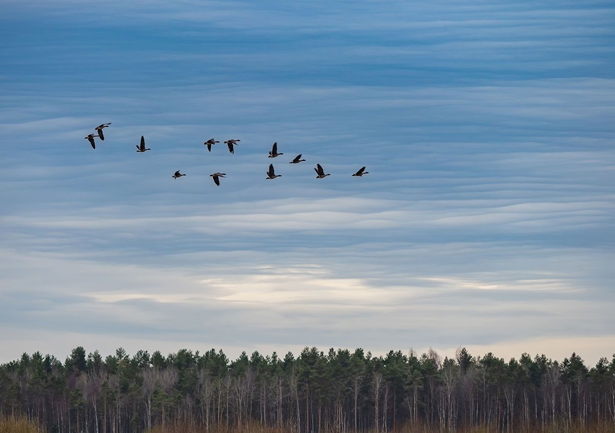 Петрозаводский фотограф снял возвращение перелетных птиц в Карелию