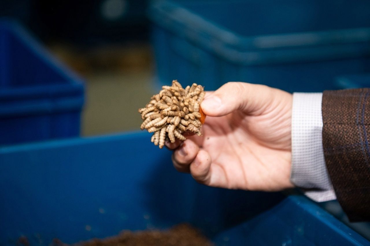 Производство кормов из личинок тропической мухи увеличивает объемы