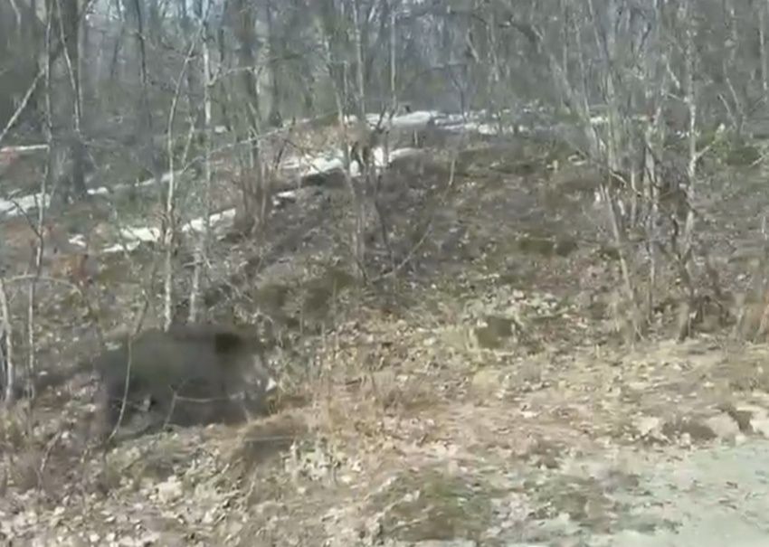 В карельском поселке сняли на видео кабана