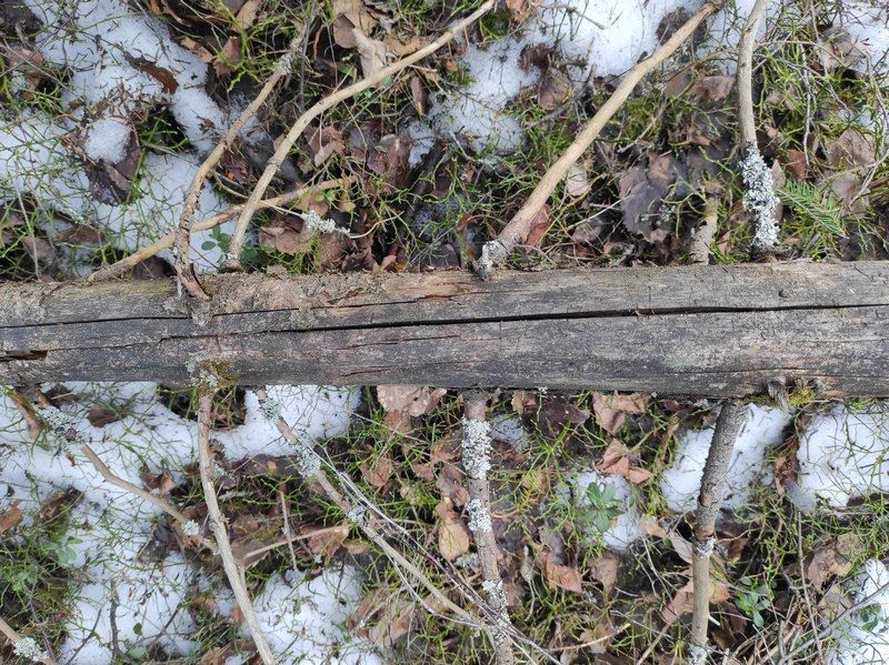 В Пудожском районе мужчина убил знакомого поленом после застолья