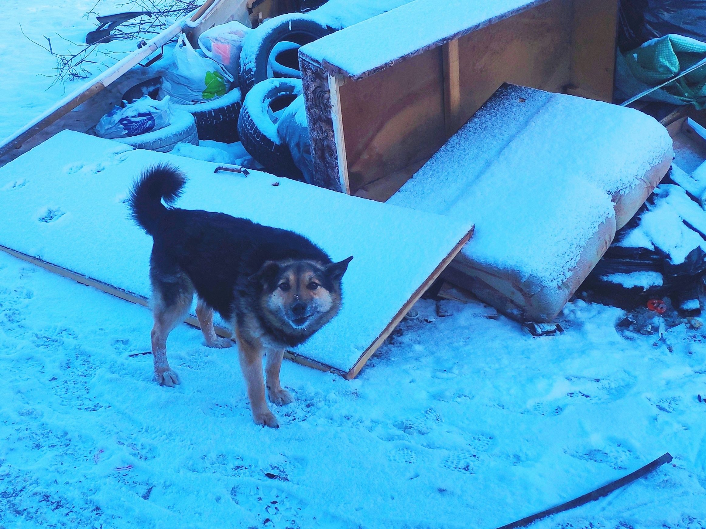 Регионам планируют разрешить усыплять бездомных собак