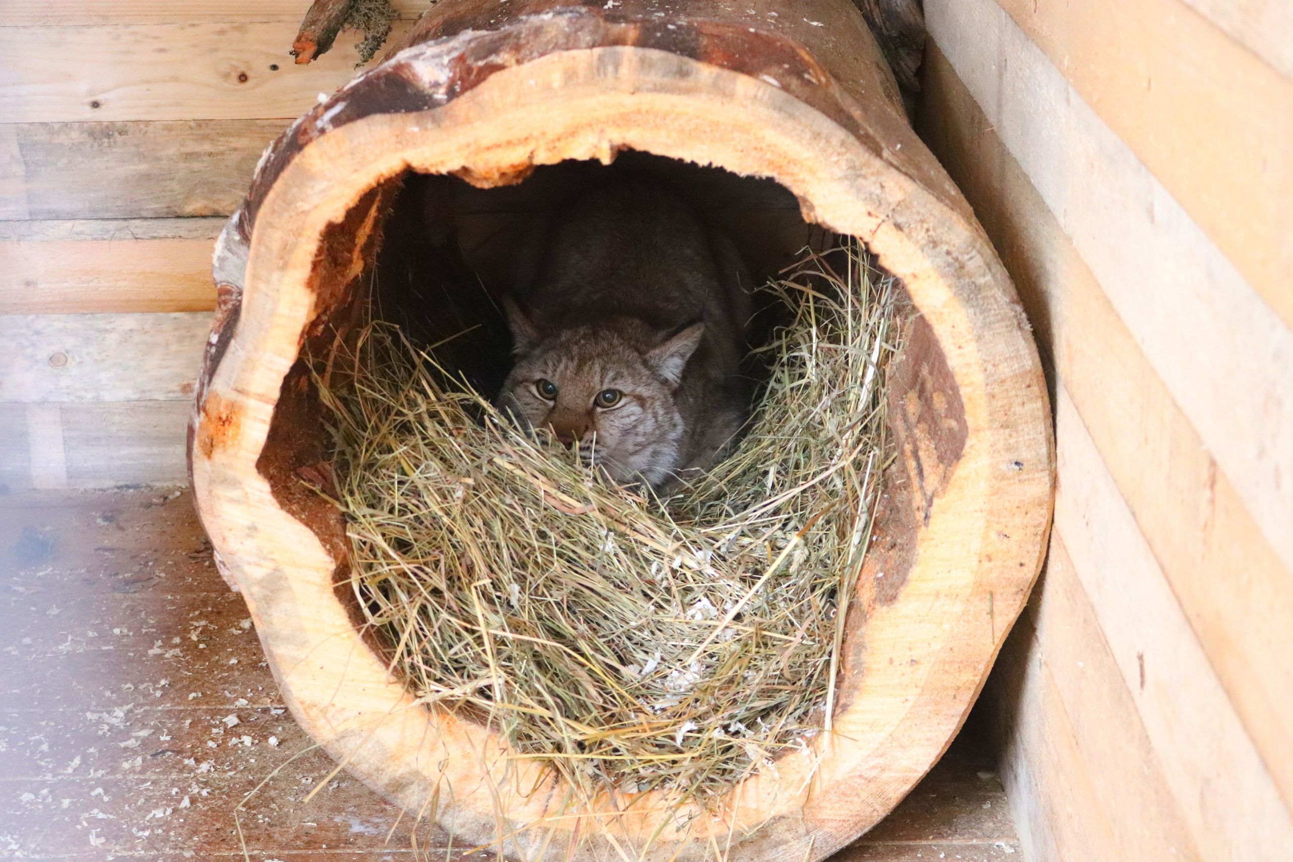 В соцсетях появились фотографии рыси, которую поймали в Соломенном и отправили на реабилитацию