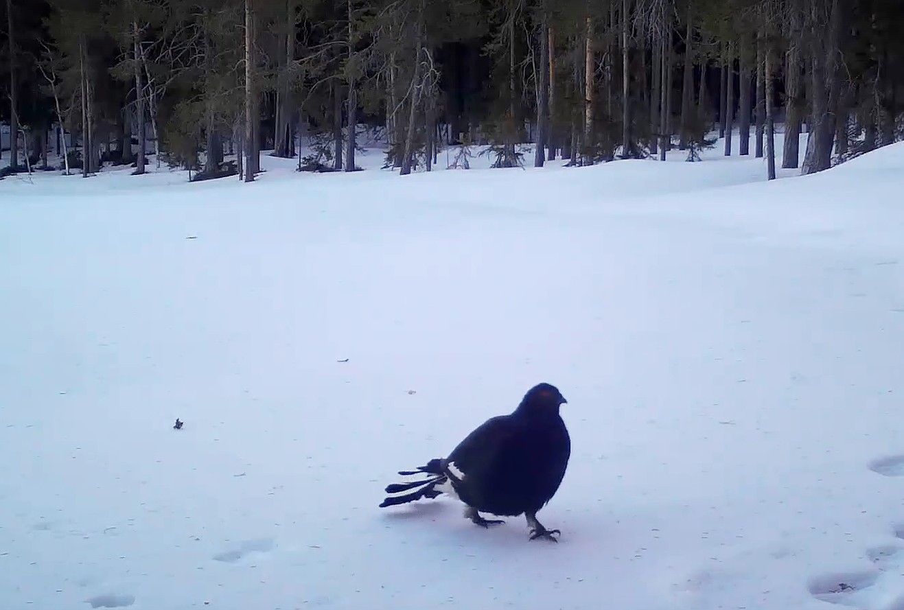 Помят, но не сломлен: в Карелии тетерев-косач попал в фотоловушку после ожесточенной схватки