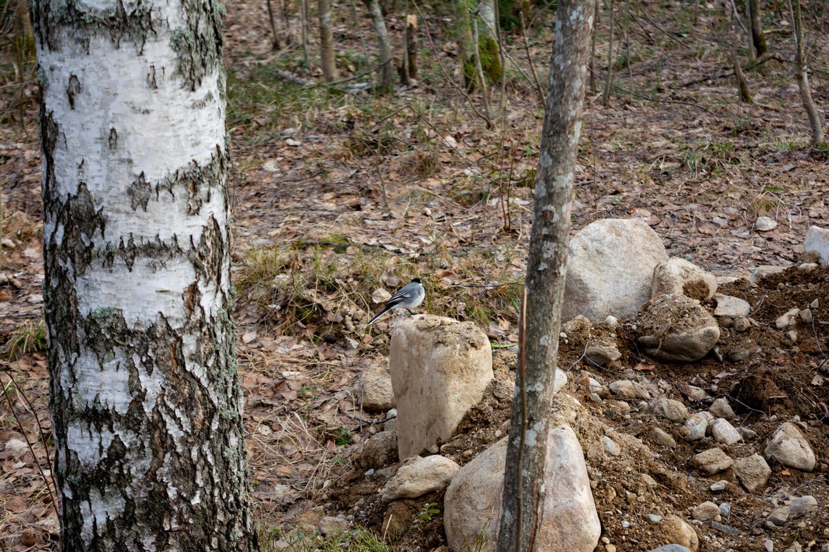 Погодные качели продолжают раскачивать Карелию. Чего ждать на праздники, рассказали синоптики