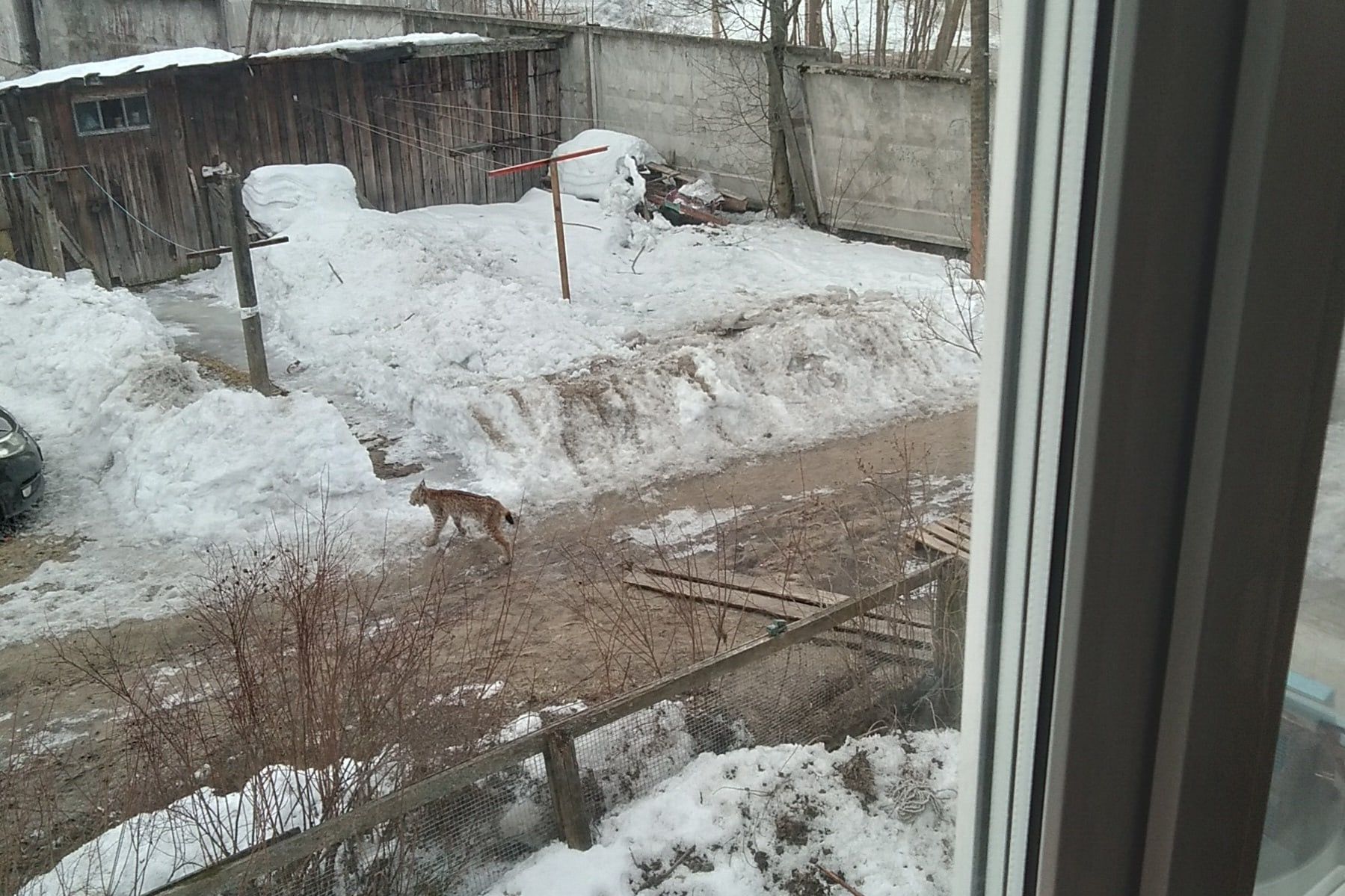 В Медвежьегорске поймали рысь