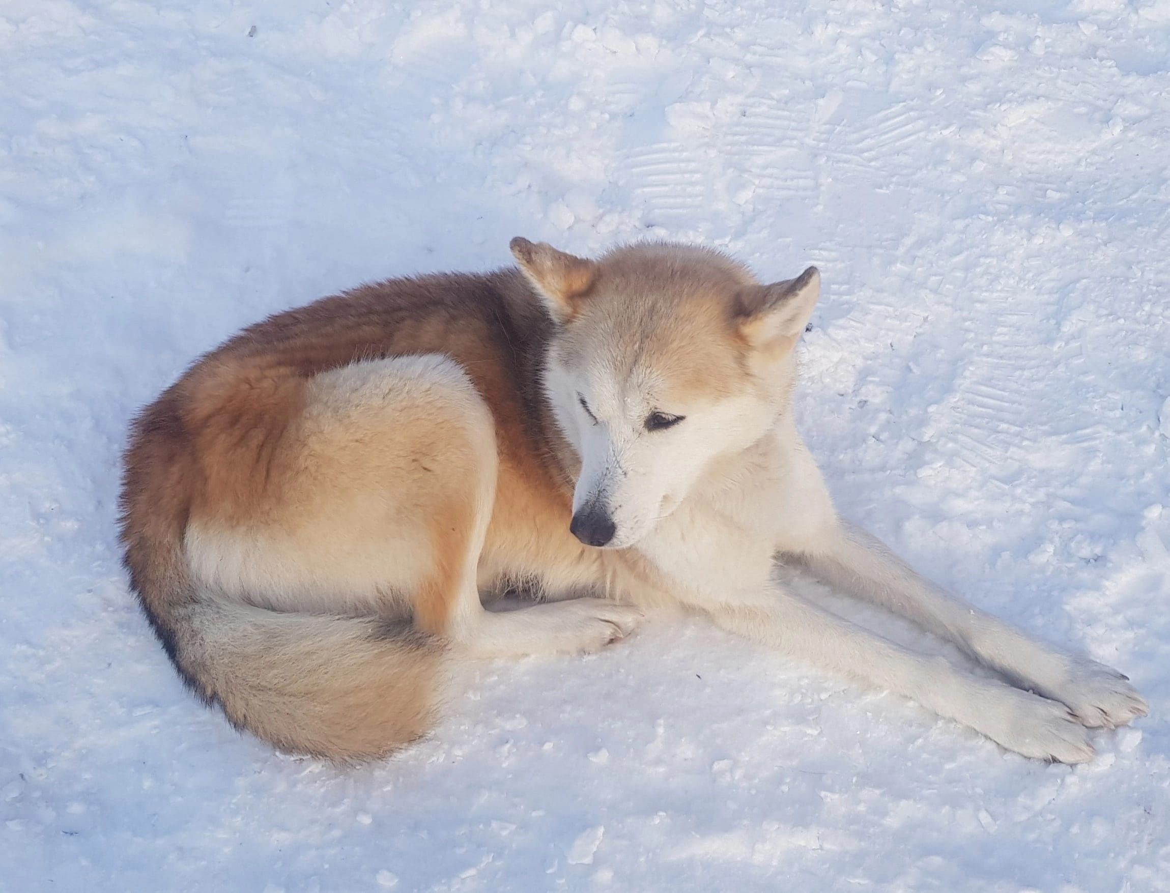 В Карелии лайки дрейфовали на отколовшейся льдине и через всю Ладогу доплыли до Валаама