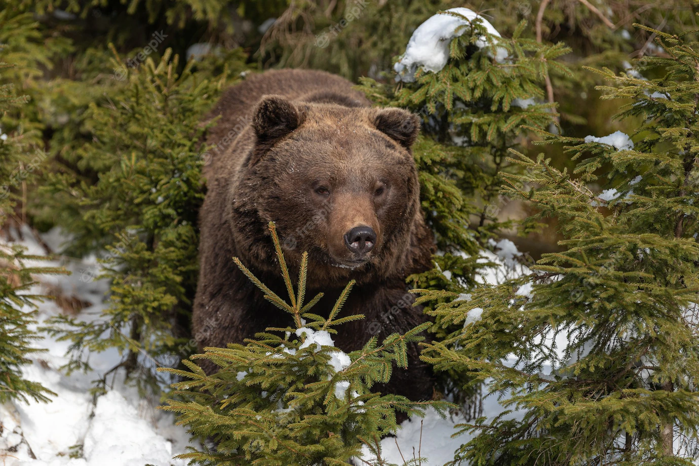 Разрешения на добычу бурого медведя распределили в ходе жеребьевки