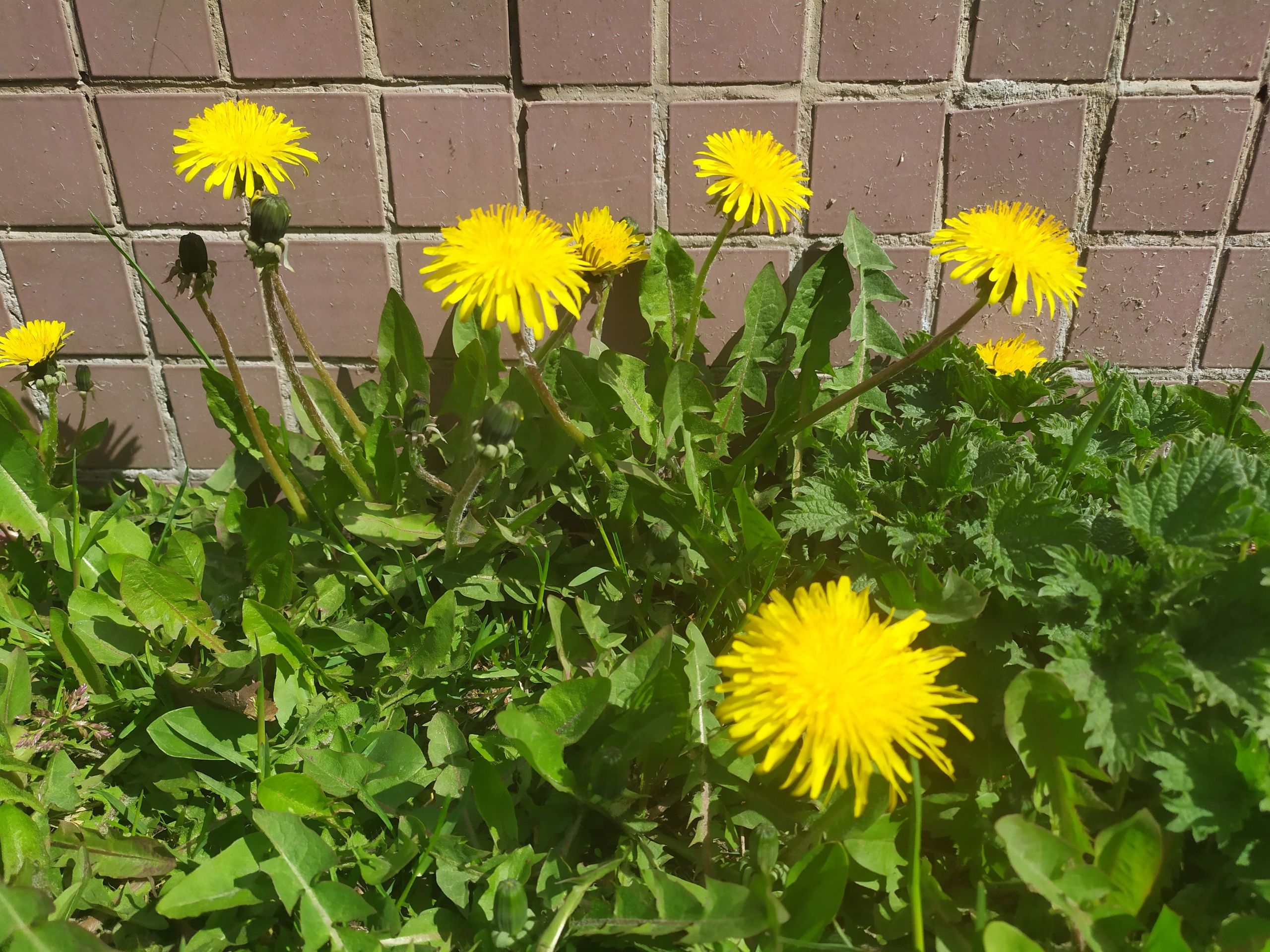 Днем до плюс 21. Прогноз погоды в Карелии на 12 мая