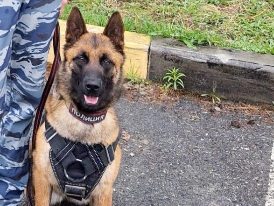 Кинолог с собакой нашла пропавшего рыбака на севере Карелии