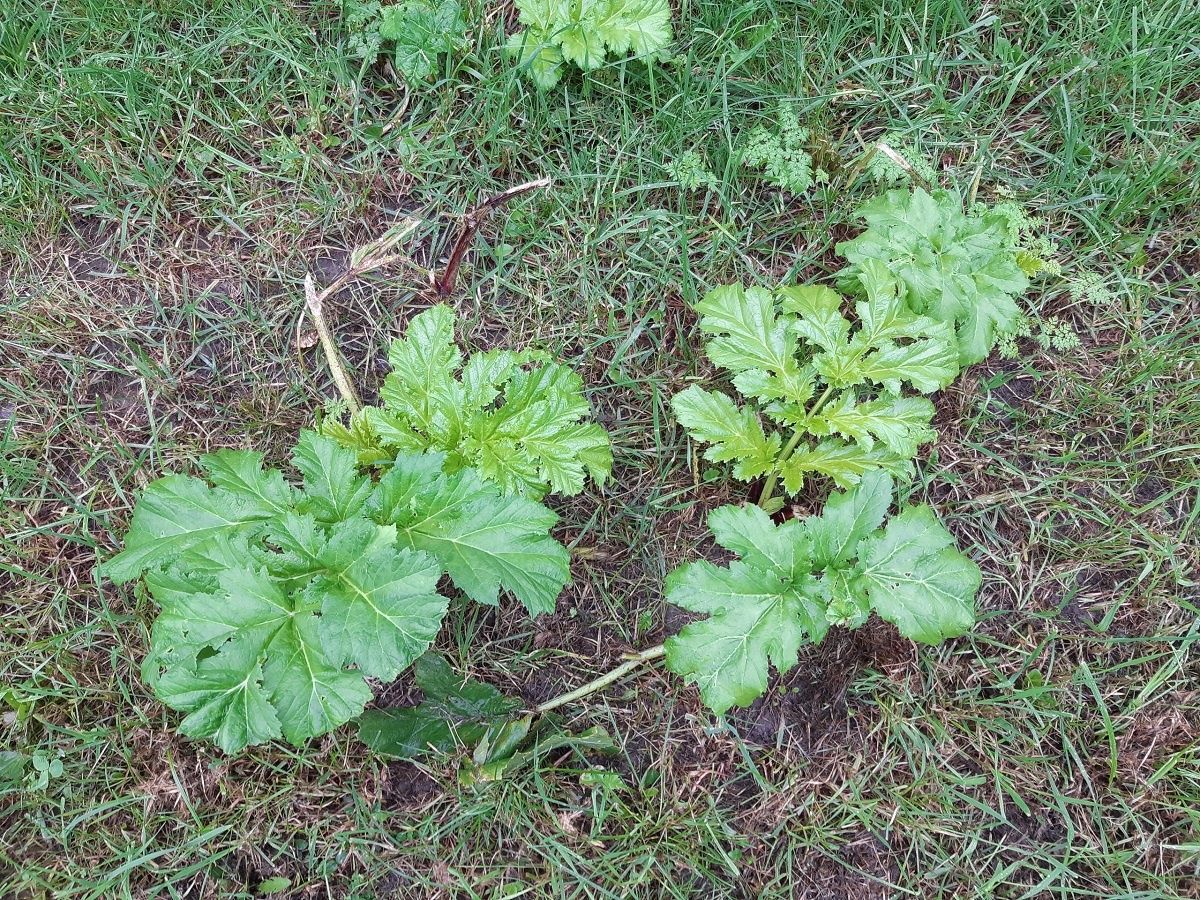 Побороться с борщевиком приглашает Петрозаводский ботанический сад