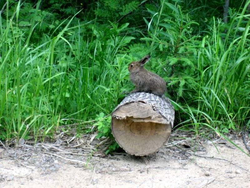 В Ботаническом саду ПетрГУ воры украли саженцы хвойных растений, а зайцы погрызли яблони