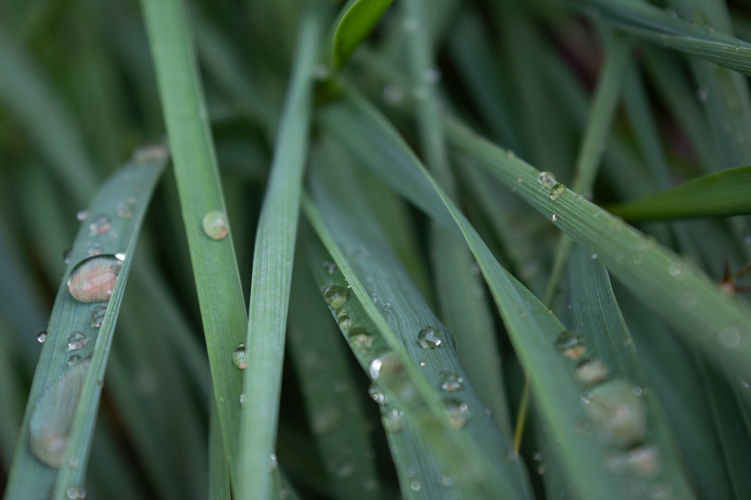 Синоптики рассказали, какой будет вторая половина мая в Карелии