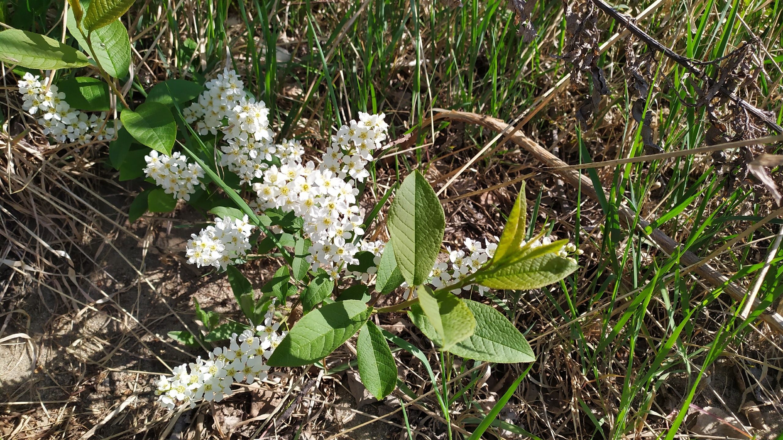 До +21°С и без осадков — прогноз погоды на 22 мая