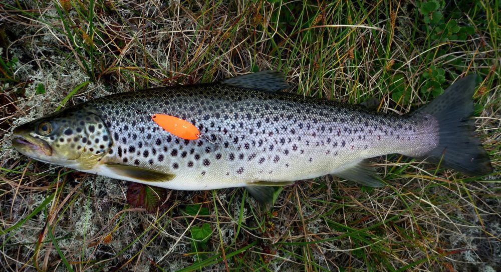 Житель Карелии ловил красную рыбу в нерест