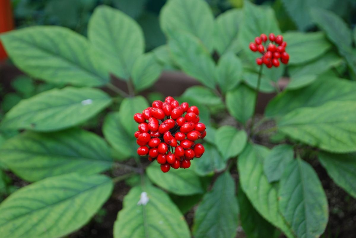 В Красную книгу России добавят растения, которым грозит исчезновение