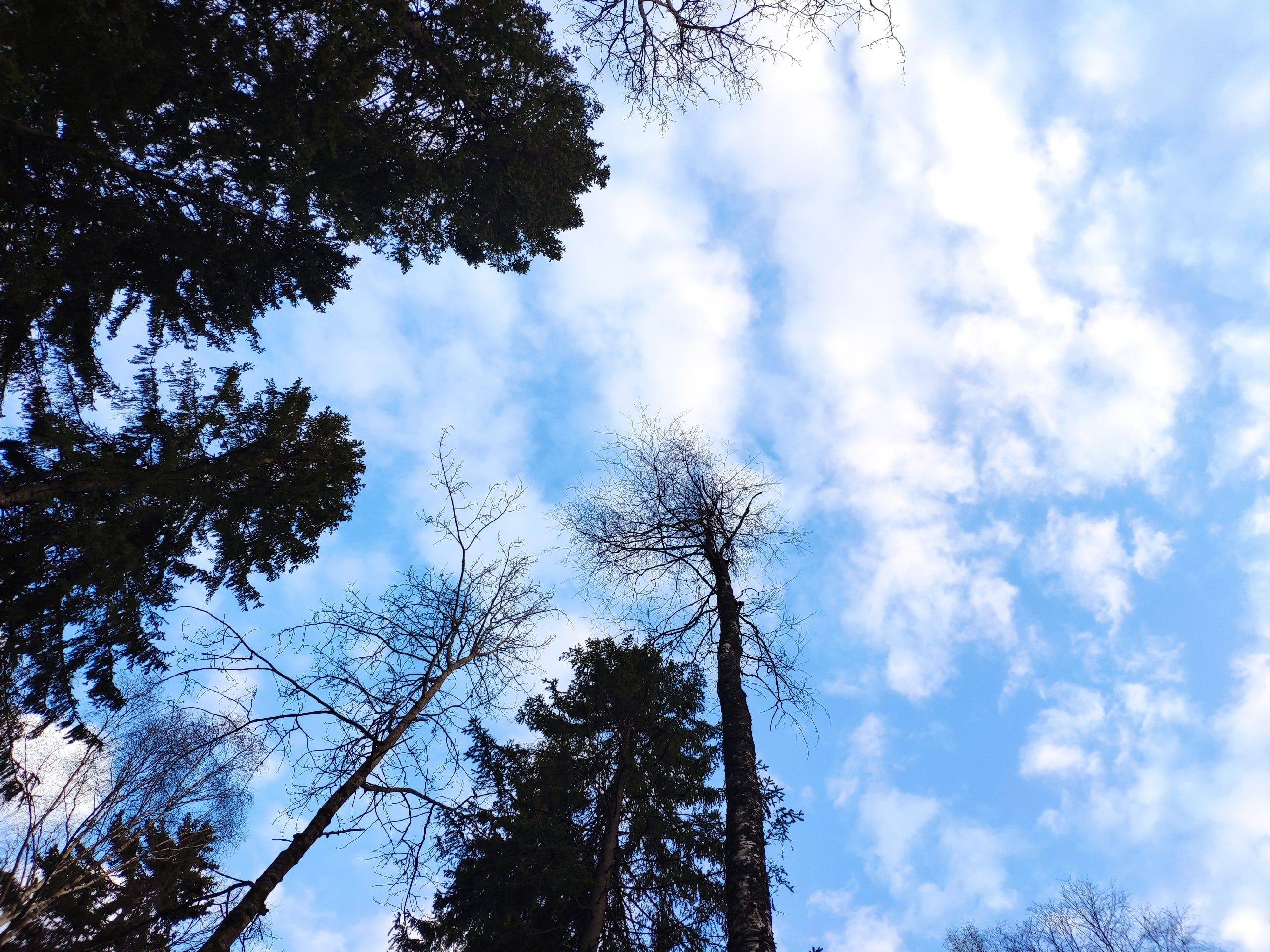 Весна! Прогноз погоды в Карелии на 9 мая