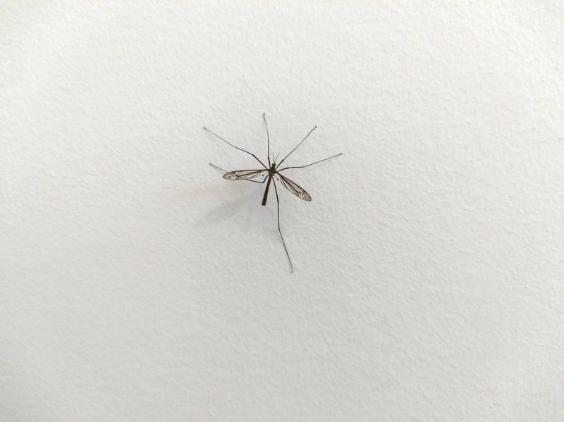 В карельском Минздраве рассказали, как снять зуд после укуса комара