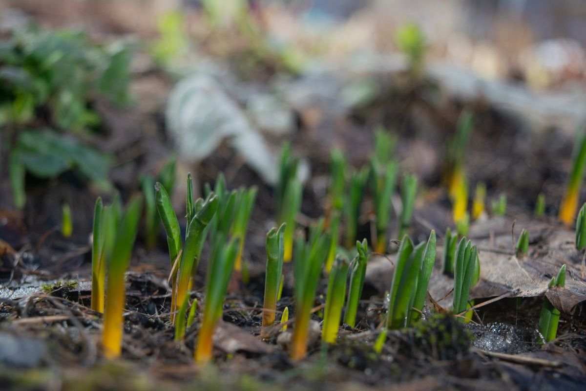 В Карелии объявлено штормовое предупреждение о заморозках