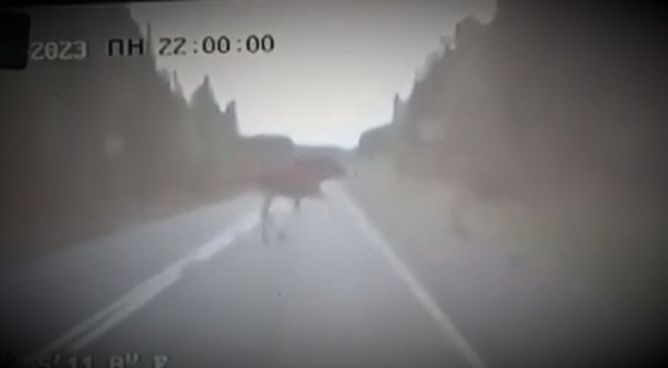 В Карелии лоси перебежали дорогу перед машиной