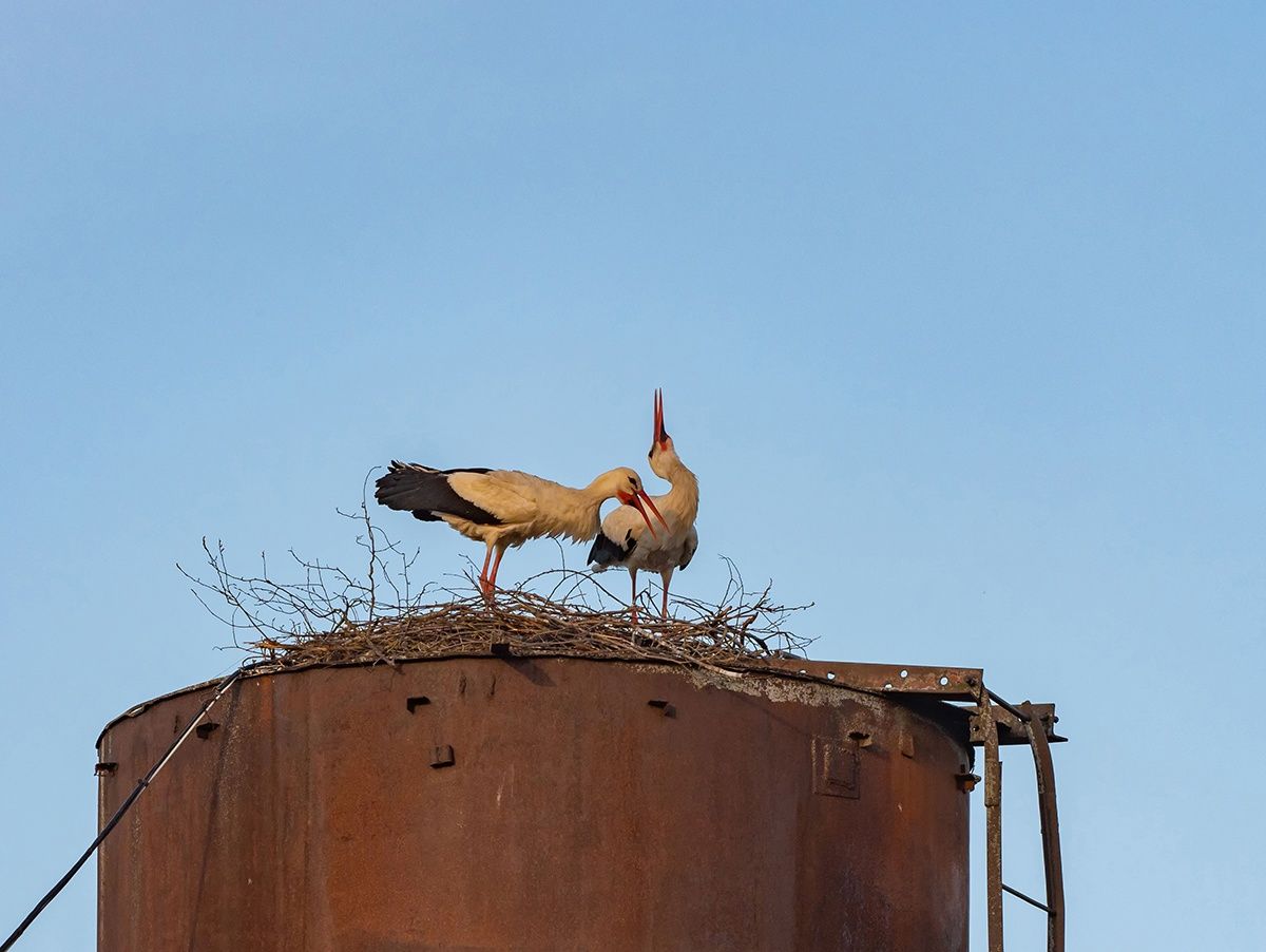 Аисты свили гнездо на водонаборной башне в одном из районов Карелии