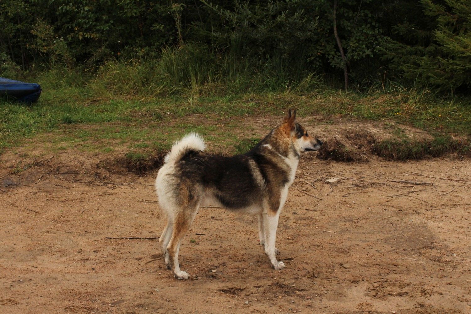 В Карелии запретили выгуливать собак без поводка и содержать питомцев на балконах