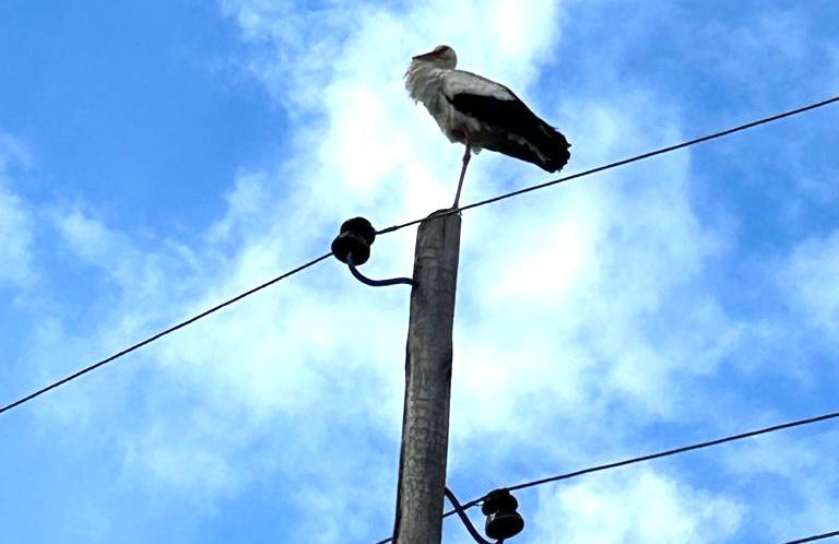 В поселок Шуя в Карелии прилетели аисты
