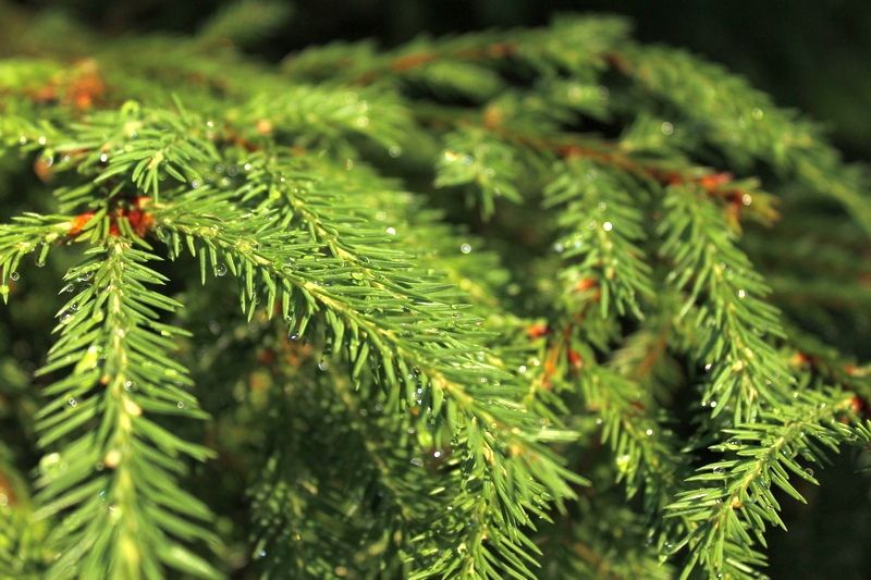 Ночью прохладно, днем небольшой дождь: прогноз погоды на 29 мая