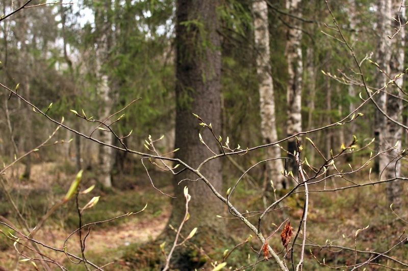 Сухо и почти по-летнему тепло: прогноз погоды на 13 мая