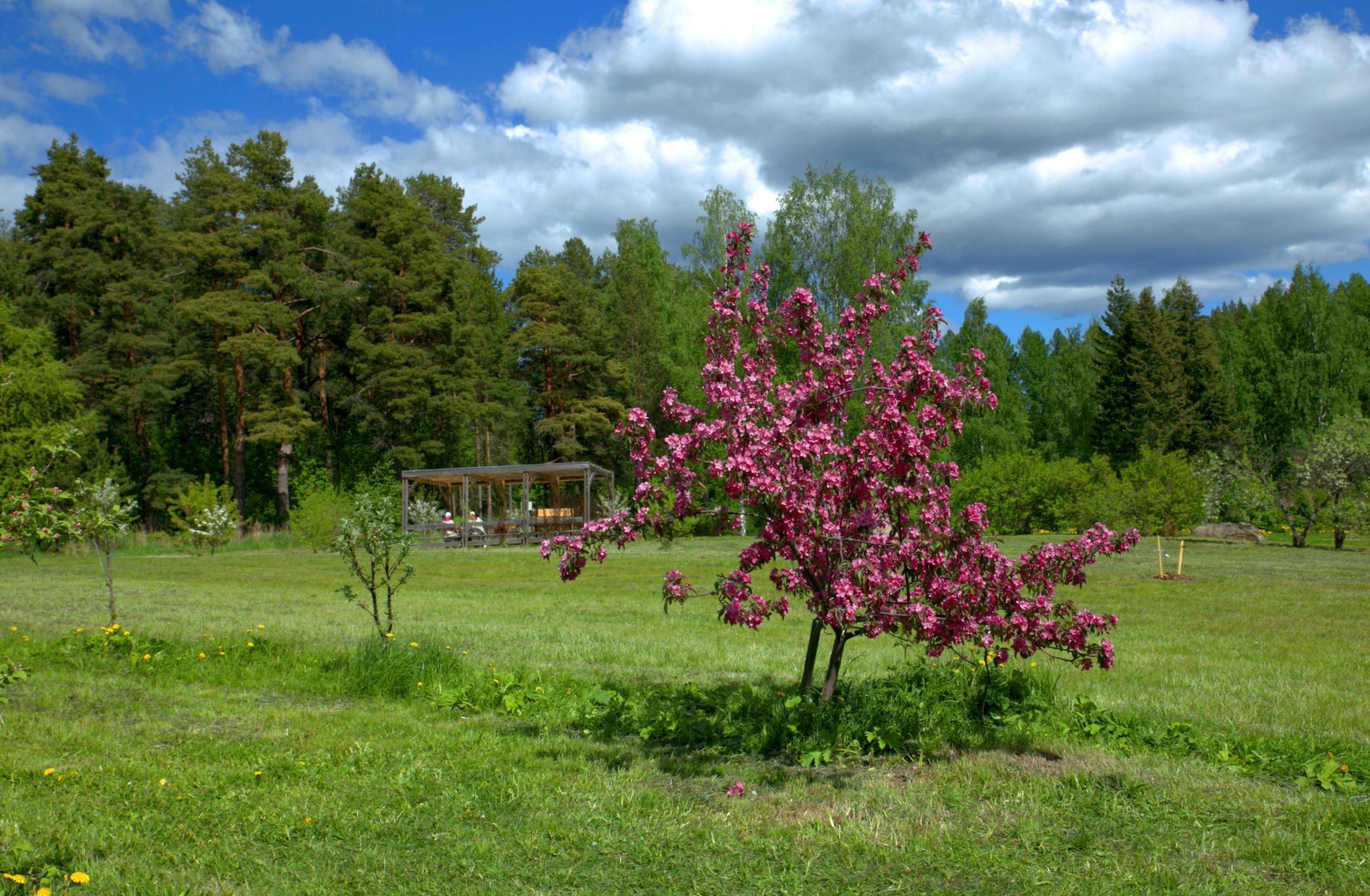 Праздник «Яблоневый цвет» состоится в Ботаническом саду Петрозаводска