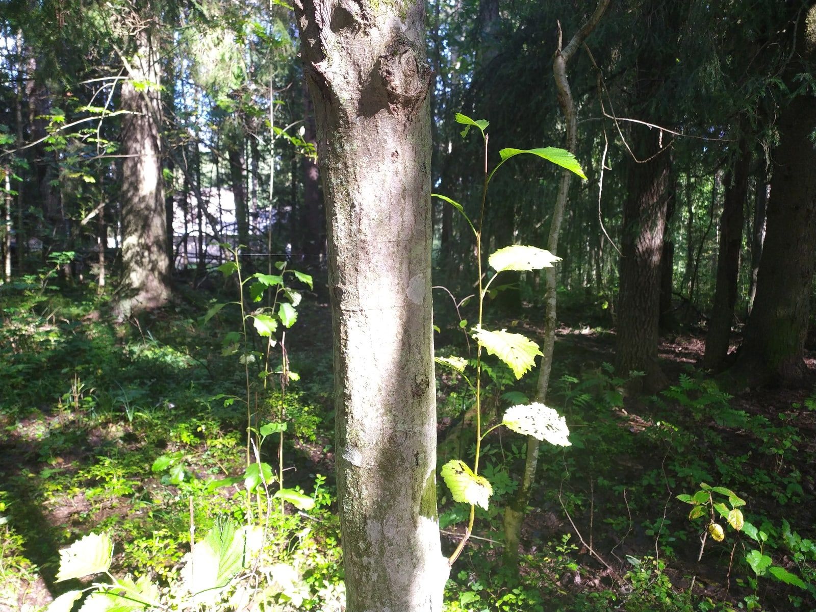 В Минстрое Карелии назвали лидеров голосования за благоустройство