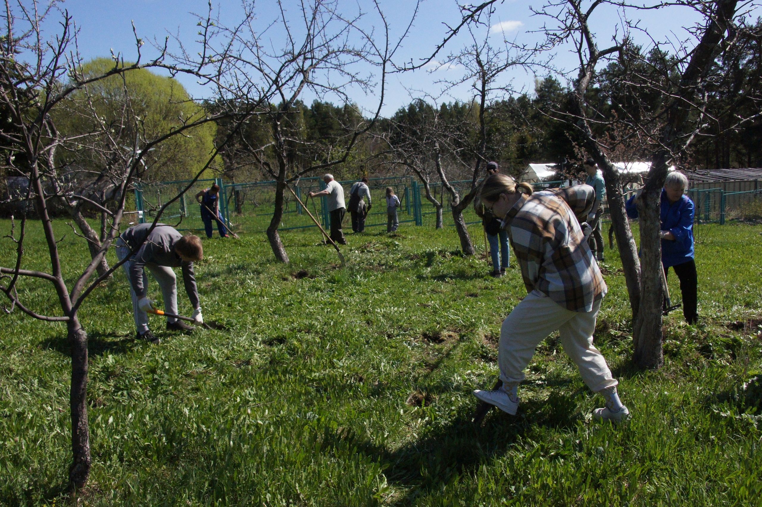 Волонтеры очистили часть Ботанического сада от борщевика