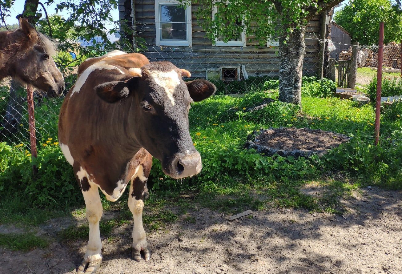 Карельские фермеры столкнулись с проблемой хранения навоза, а граждане лишились возможности его купить