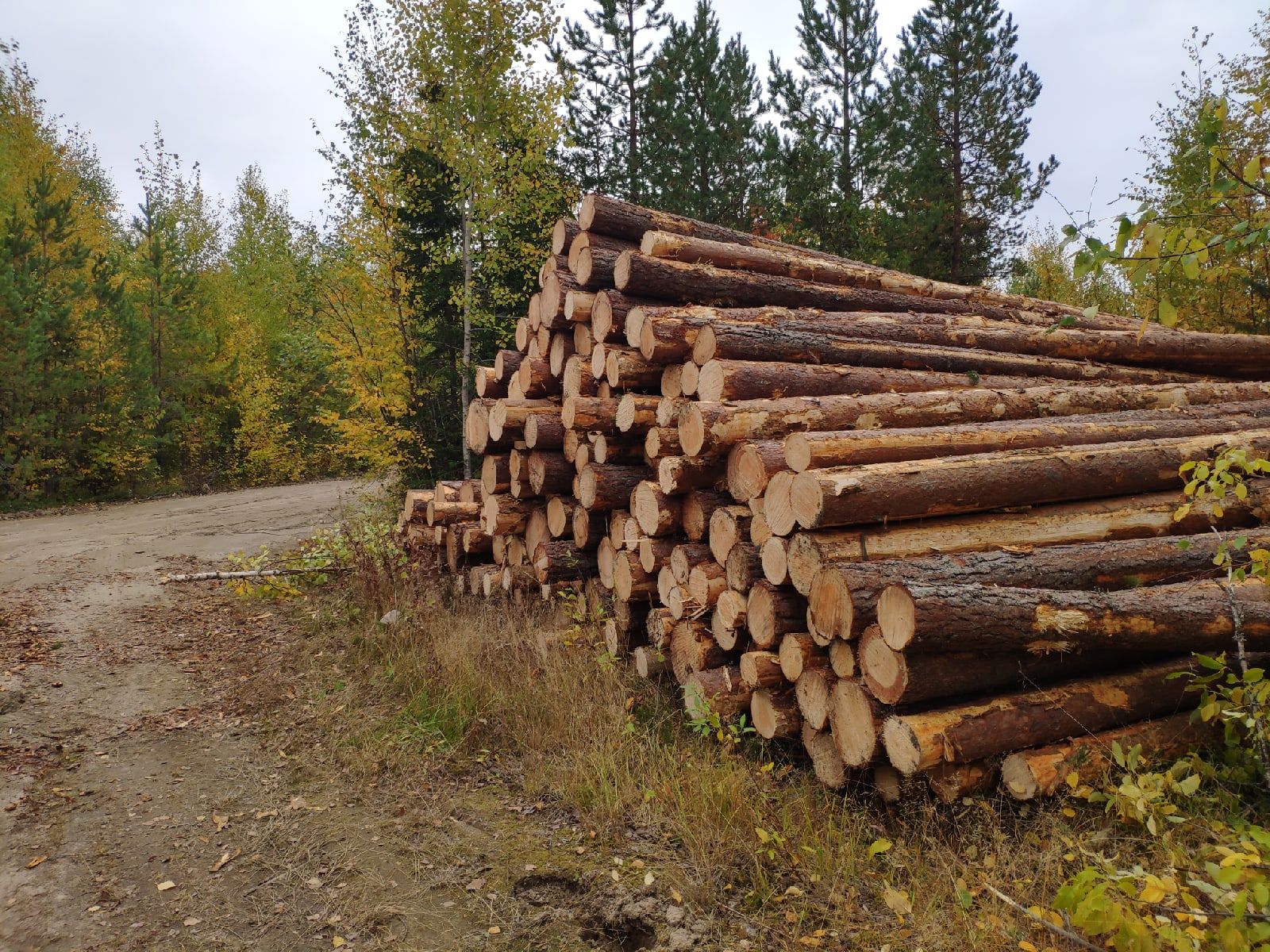 В Прионежском районе незаконно вырубили лес на миллион рублей