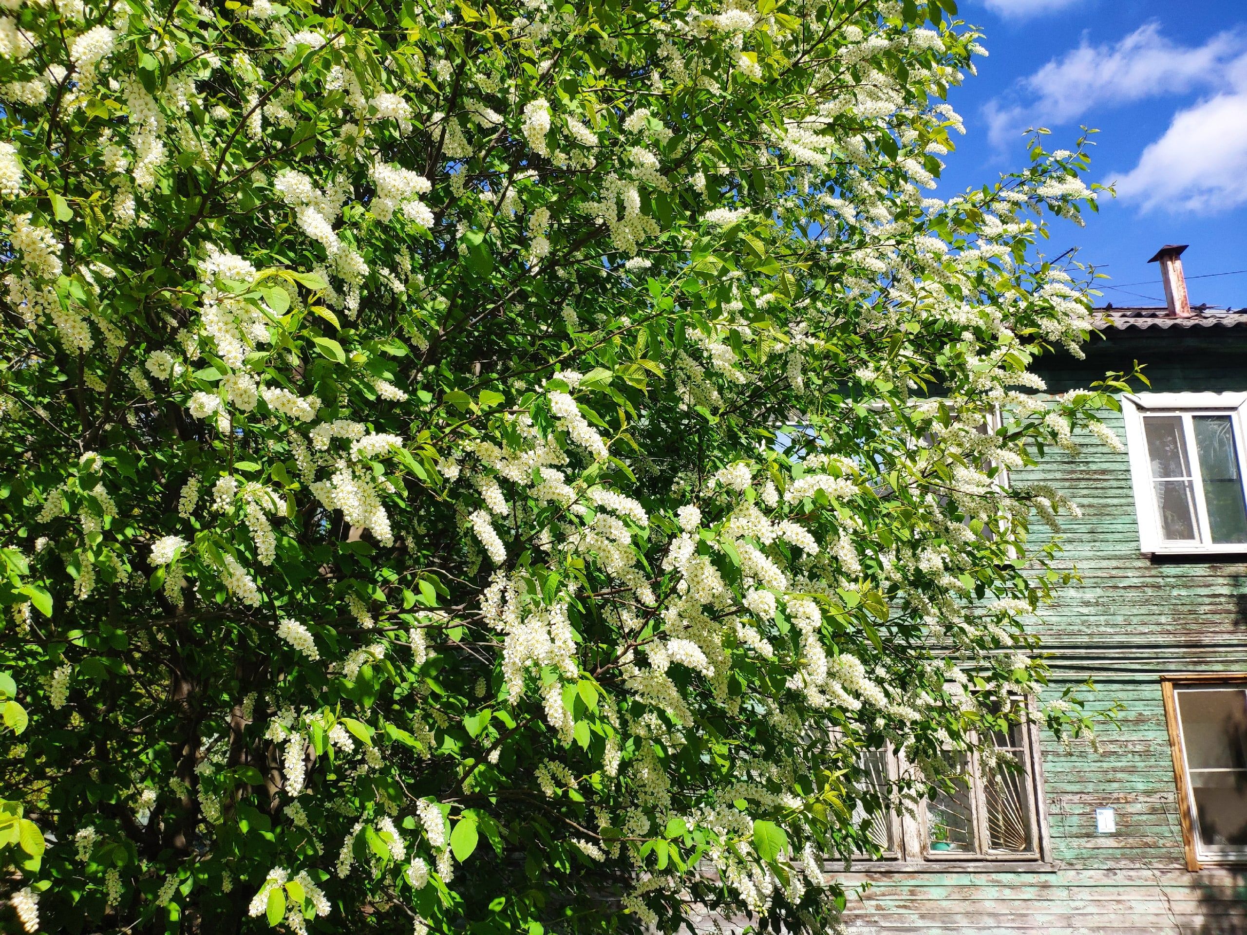 Днем до +22. Прогноз погоды в Карелии на 20 мая