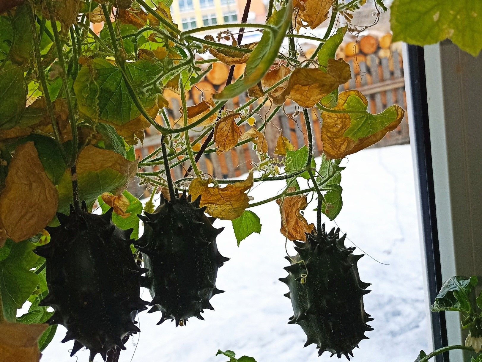 Рогатую дыню вырастила у себя на подоконнике жительница Ледмозеро