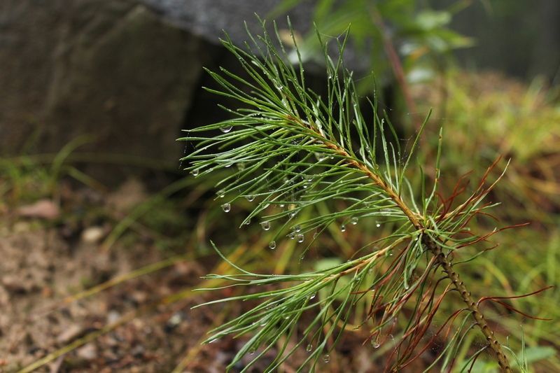 Тепла не будет: прогноз погоды на первый день лета
