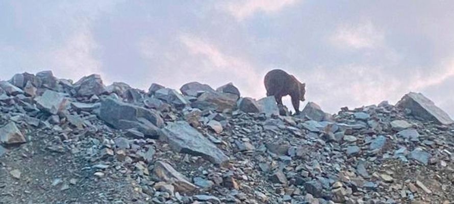 Дикие животные вновь пугают рабочих Костомукшского ГОКа