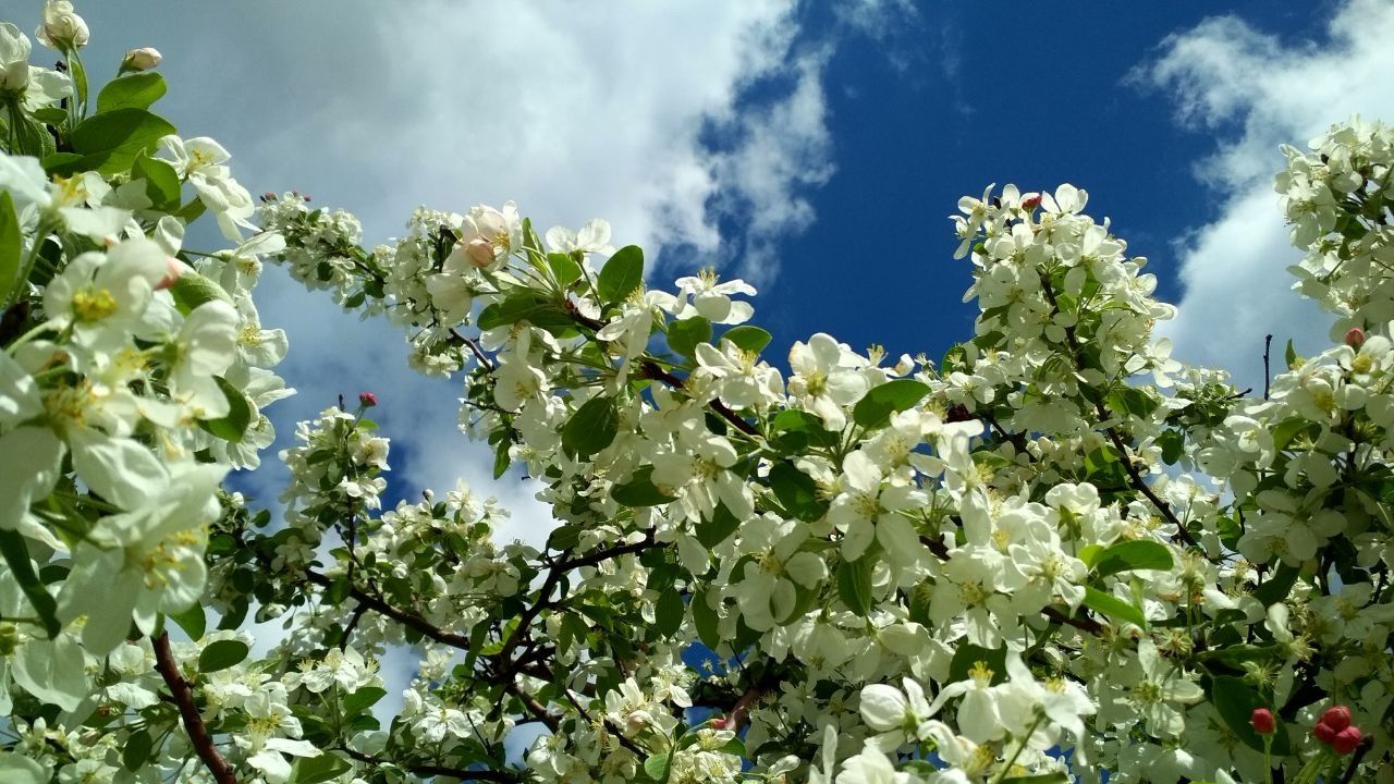 Лето в мае. Прогноз погоды в Карелии на 25 мая