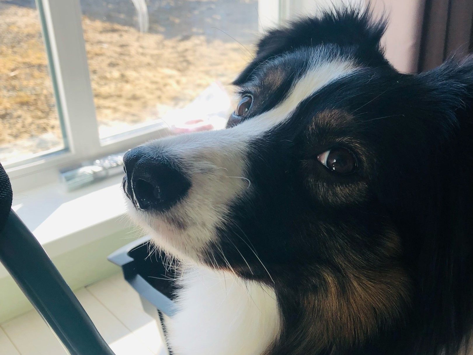 Австралийскую овчарку Басси ищут в Питкярантском районе